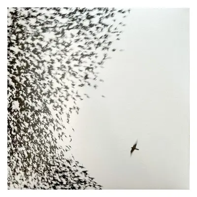 Wilco - Sky Blue Sky (2 LP)