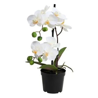 FLORISTA cserepes orchidea, 35 cm