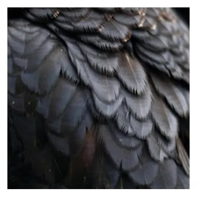 "Bird" ("Ex People") (Vinyl / 12" Album)