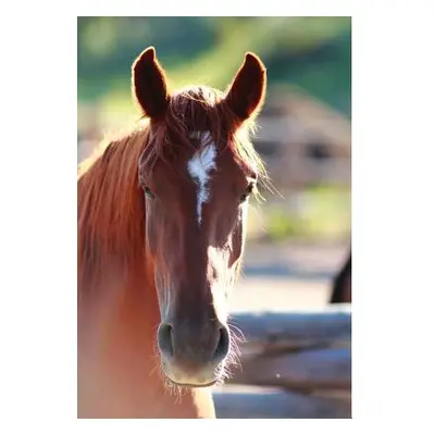 "Kid's Equine Photography Book: Volume One" - "" ("Wunderlich Jordan")