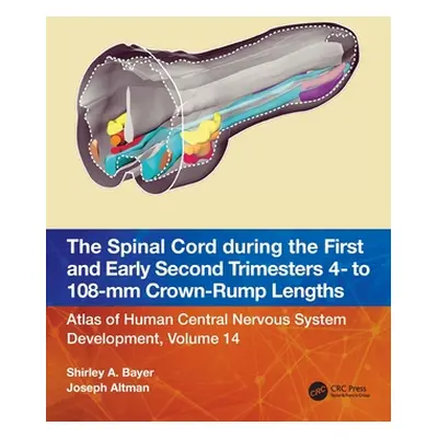 "The Spinal Cord During the First and Early Second Trimesters 4- To 108-MM Crown-Rump Lengths: A