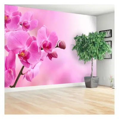 Fotótapéta rózsaszín orchidea 104x70 cm