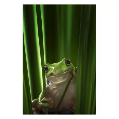 Fotográfia Green Frog, Ahmad Gafuri