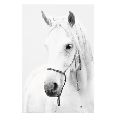 XXL Poszter Horse - White Horse