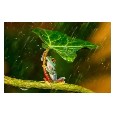 Fotográfia Ohh Noo :( It's Raining, Kutub Uddin