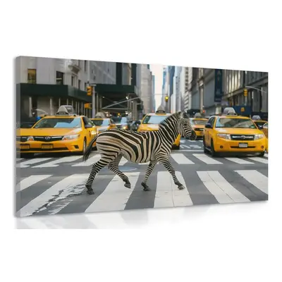 Kép zebra New Yorkban