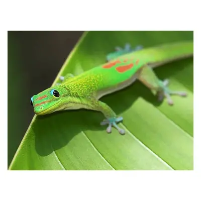 Fotográfia Green Gecko On Leaf, Pete Orelup