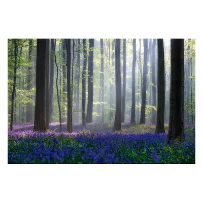 Fotográfia Bluebells, Adrian Popan