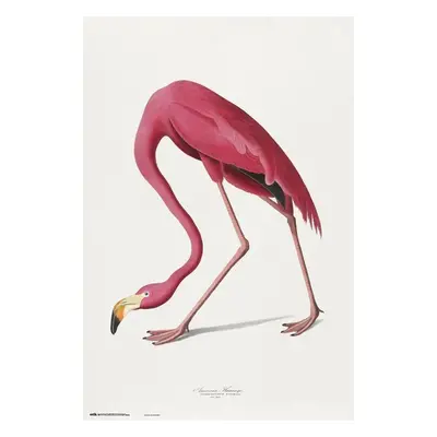 Plakát American Flamingo, John James Audubon