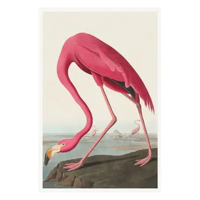 Reprodukció The Pink Flamingo, John James Audubon