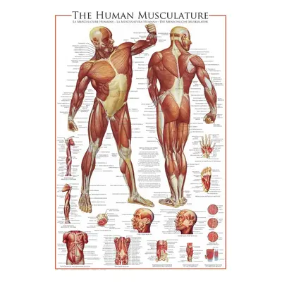 Plakát The Muscular System