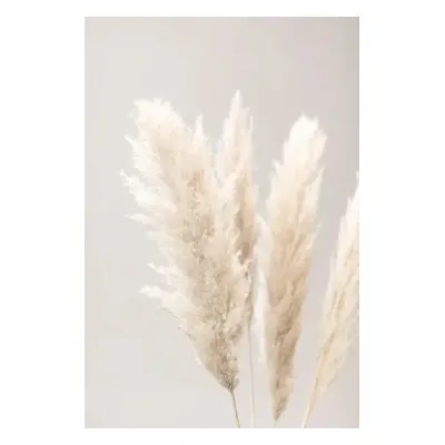 Fotográfia Pampas Grass Grey 02, Studio Collection