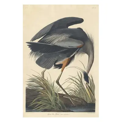 Reprodukció Great blue Heron, 1834, John James (after) Audubon