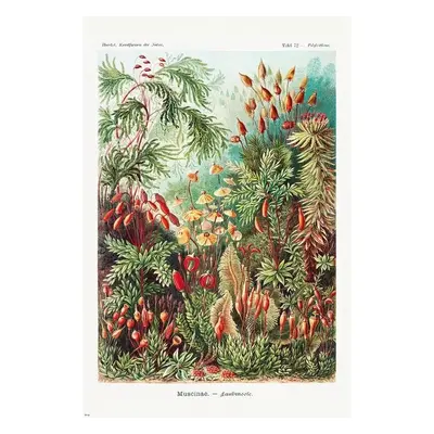 Plakát Ernst Haeckel - Laubmoose