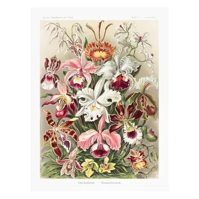 Reprodukció Orchideae–Denusblumen, Ernst Haeckel