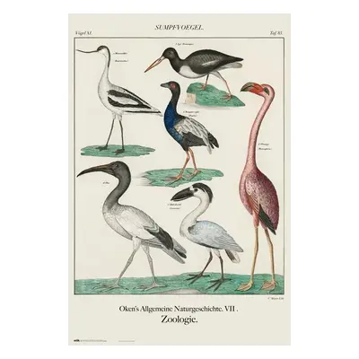 Plakát Vintage Birds, John James Audubon