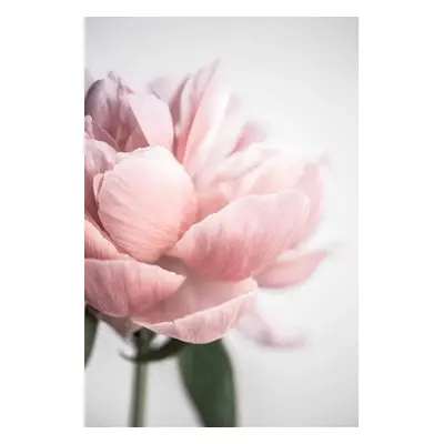 Fotográfia Peony 3, Mareike Böhmer