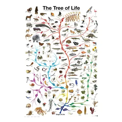 Plakát Evolution - The Tree of Life