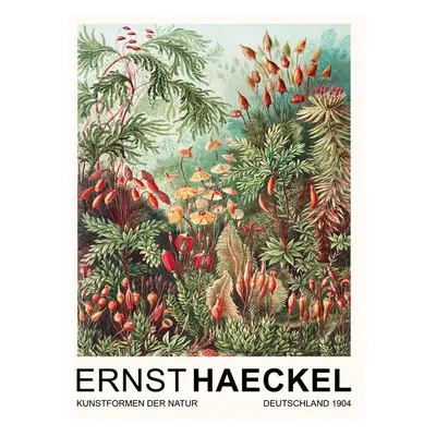 Reprodukció Muscinae–Laubmoose (1904), Ernst Haeckel