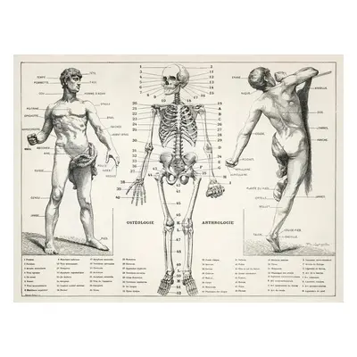 Illusztráció Antique Illustration of the Human Body & Skeleton (Biology)