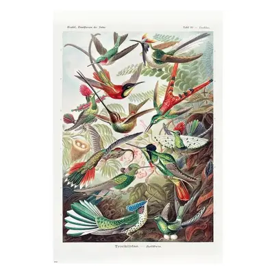 Plakát Ernst Haeckel - Kolibris