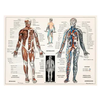 Illusztráció Antique Illustration of the Human Nervous & Muscular System