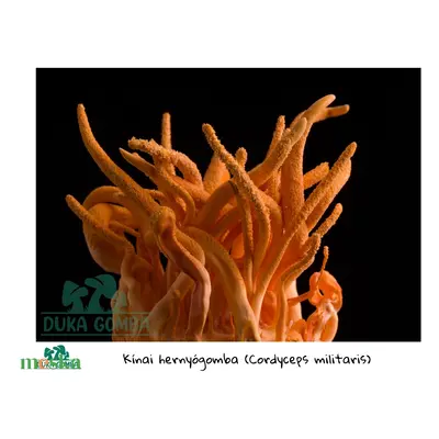 Cordyceps Militaris (kínai hernyógomba) termőkultúra