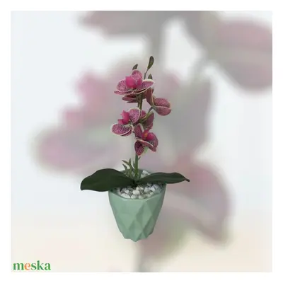 Orchidea kaspóban