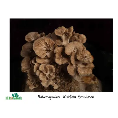 Bokrosgomba (maitake) termőblokk