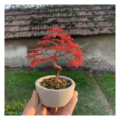 Kis méretű bonsai