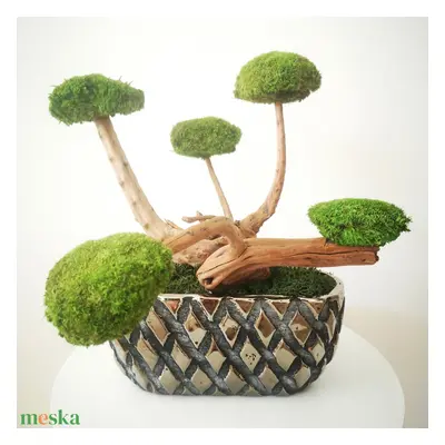 Bonsai tartósított gömbmohával ezüst kaspóban - moha bonsai 14