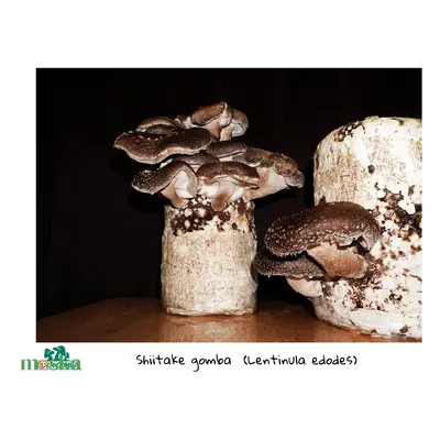 Shiitake gomba termőblokk