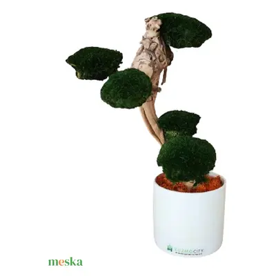 Bonsai gömbmohával - moha bonsai