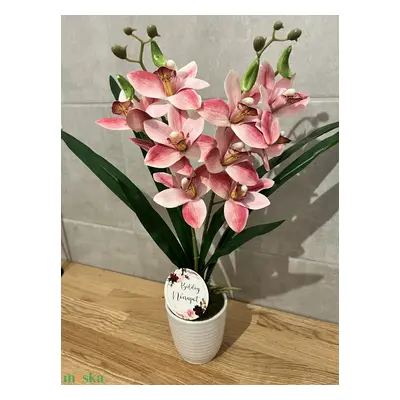 Cymbidium - csónak orchidea / Örök orchidea kerámia kaspóban