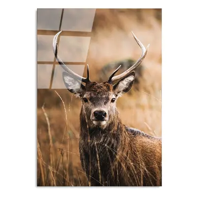 Üveg kép 70x100 cm Deer – Wallity