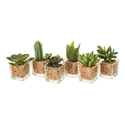 Műnövény szett 6 db-os (magasság 8 cm) Cactus – Casa Selección