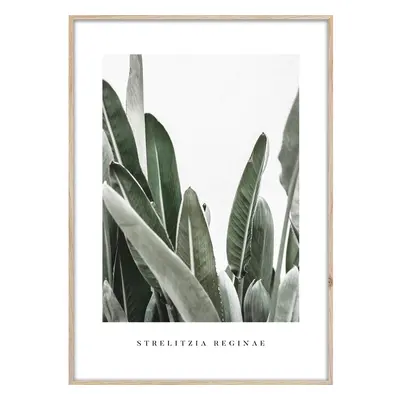 Keretezett poszter 50x70 cm Strelitzia – Styler