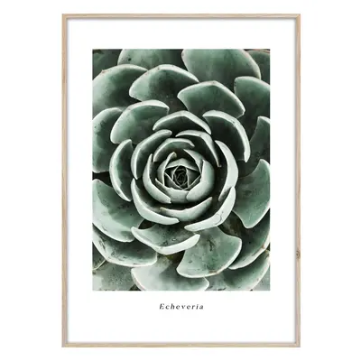 Keretezett poszter 50x70 cm Echeveria – Styler