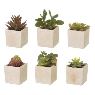 Műnövény szett 6 db-os (magasság 9,5 cm) Cactus – Casa Selección