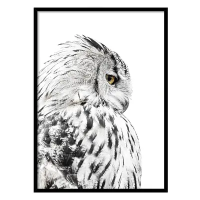 Keretezett poszter 50x70 cm Owl – Styler