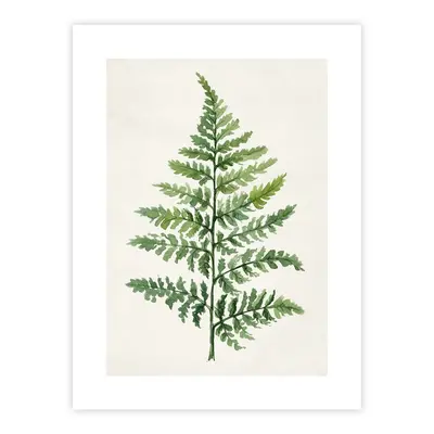 Poszter 40x50 cm Fern