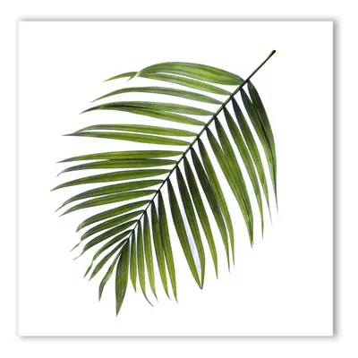 Canvas Greenery Black Palm kép, 32 x 32 cm - Styler