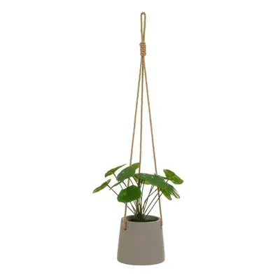 Műnövény (magasság 24 cm) Pilea – Casa Selección