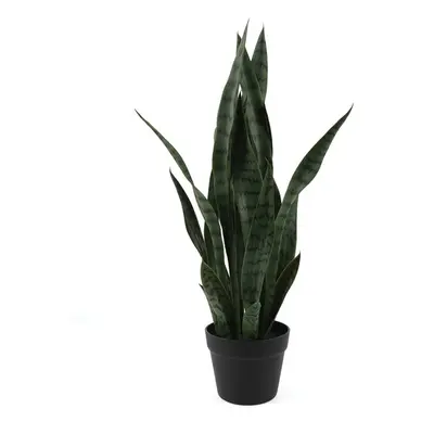 Szárított növény (magasság 66 cm) Sansevieria – PT LIVING