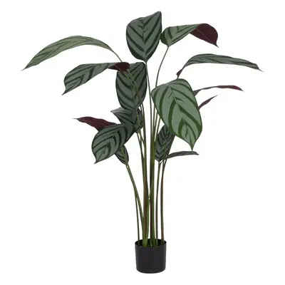 Műnövény (magasság 150 cm) Calathea – Ixia