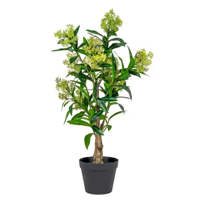 Műnövény Skimmia – House Nordic