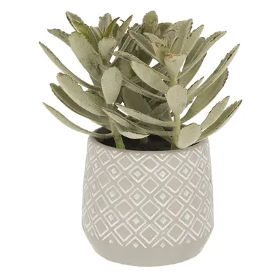 Suculent műnövény (magasság 23 cm) Kalanchoe Tomentosa – Kave Home