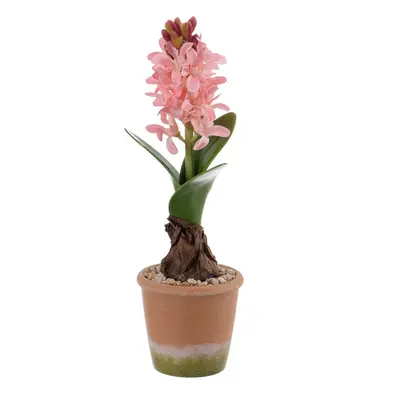 Műnövény (magasság 29 cm) Hyacinth – Ixia