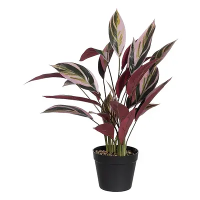 Műnövény (magasság 55 cm) Bird of Paradise – Ixia