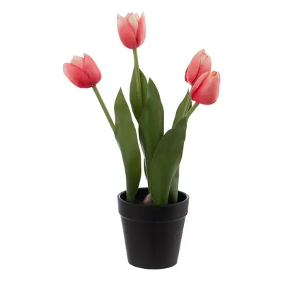 Művirág (magasság 31 cm) Tulips – Ixia